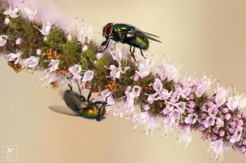 Comme dans un miroir