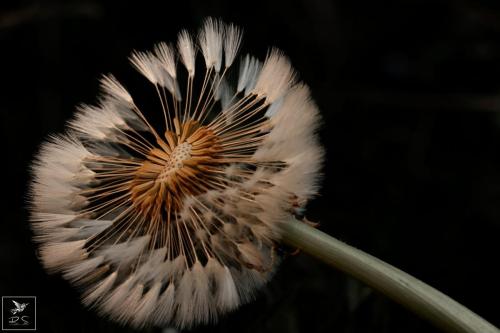 Peinterly the begining