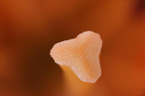 Aussi précieux que toi